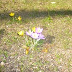 crocus
