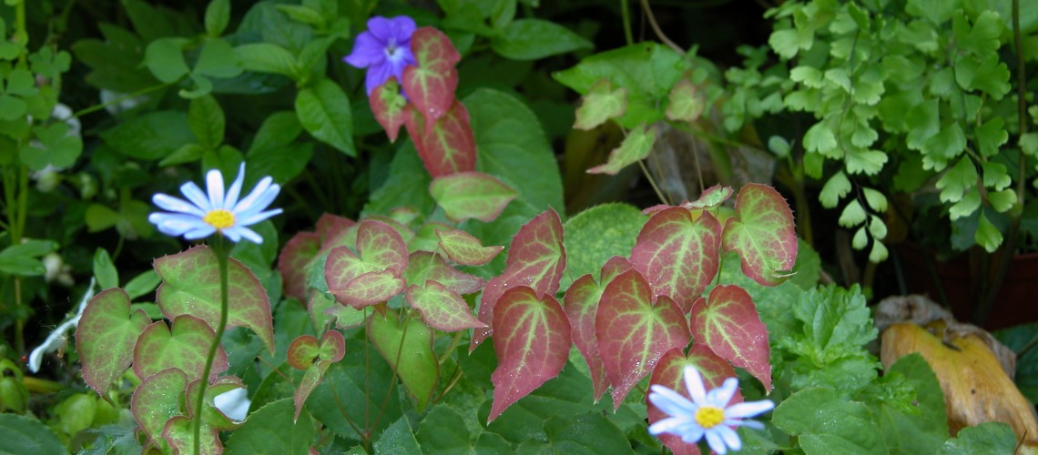 Home Page Link to Gardens