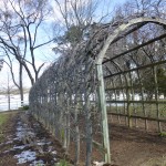 pleached arbor
