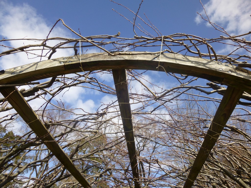 pleached arbor ties