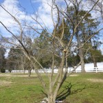 pruned apricot
