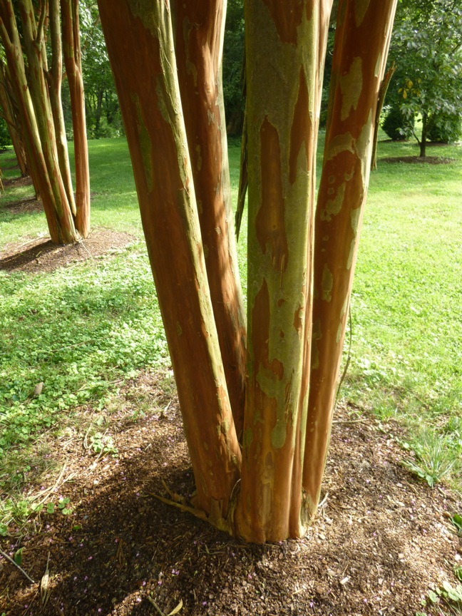 P1010480-rr