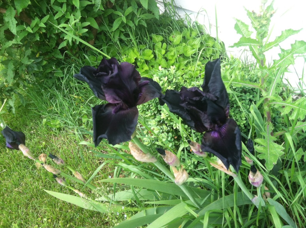 photo (10)