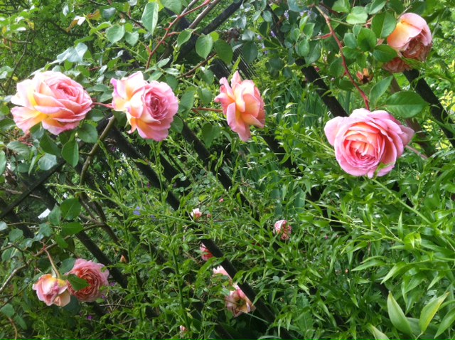 photo (11)