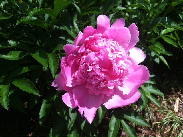 photo (9)