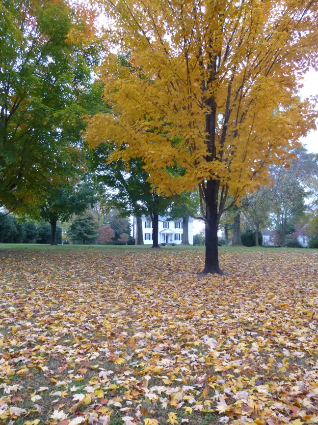 fall blog 1