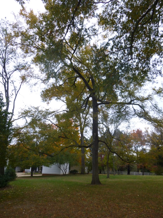 fall blog 13