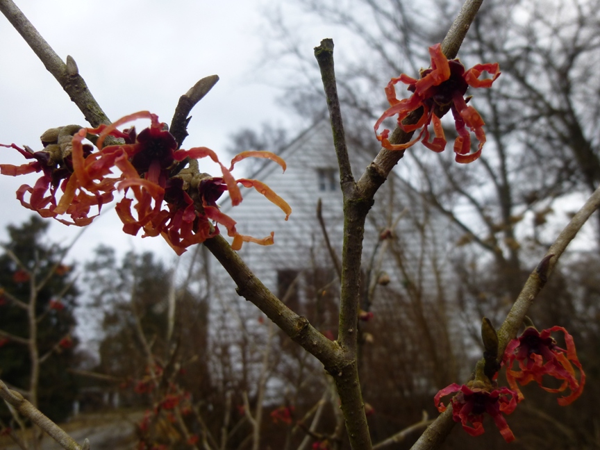 Witch Hazel -r