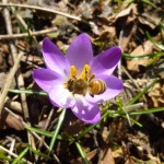 bee crocus -r