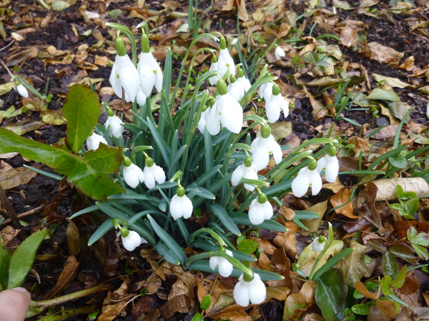 common snowdrop -r