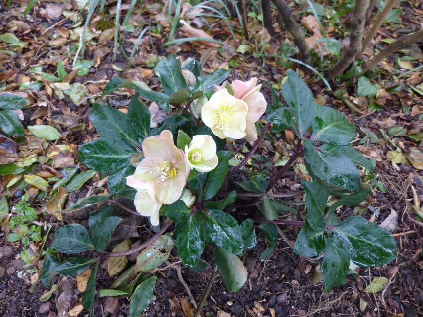 hellebore -r