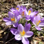 purp crocus -r