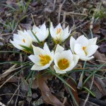 white crocus -r