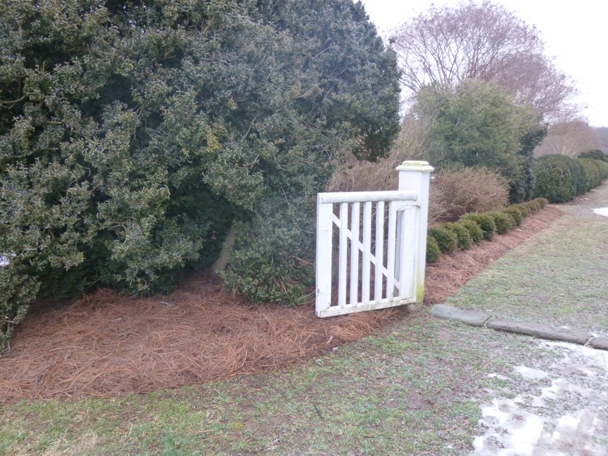 mulch and daff pine straw -r