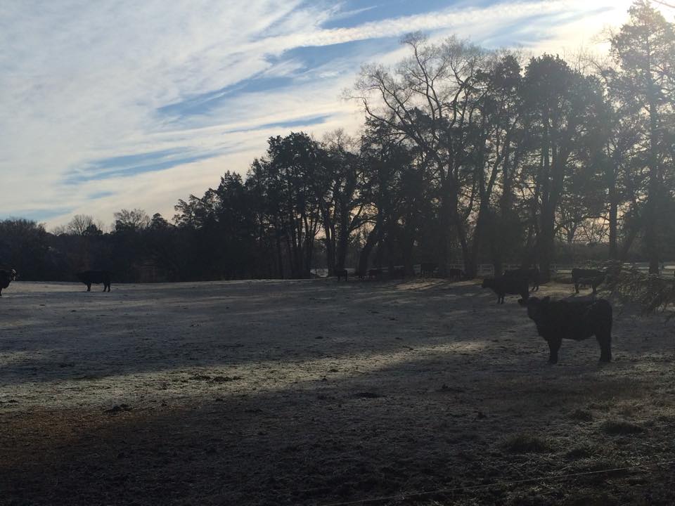 10885291_801466406568664_3194834575165304648_n