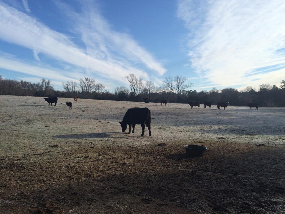 10891796_801466429901995_8433049653905934940_n